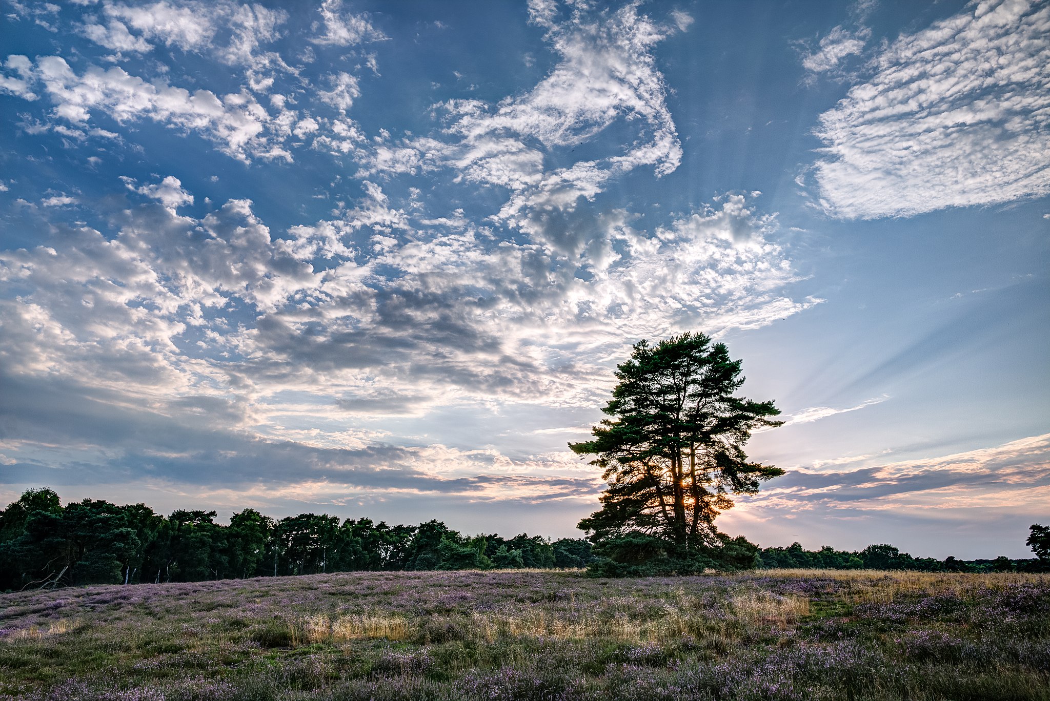 Dietmar Rabich / Wikimedia Commons / “Haltern am See, Westruper Heide -- 2015 -- 7990-2” / CC BY-SA 4.0